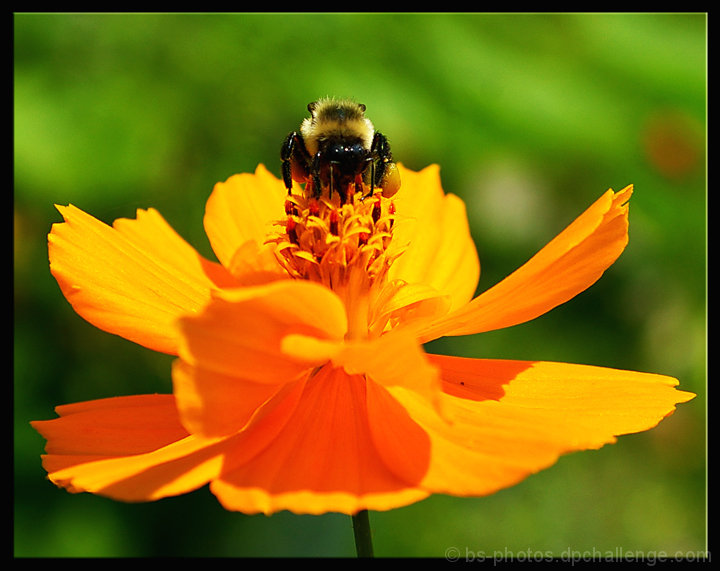 Bee Cosmos