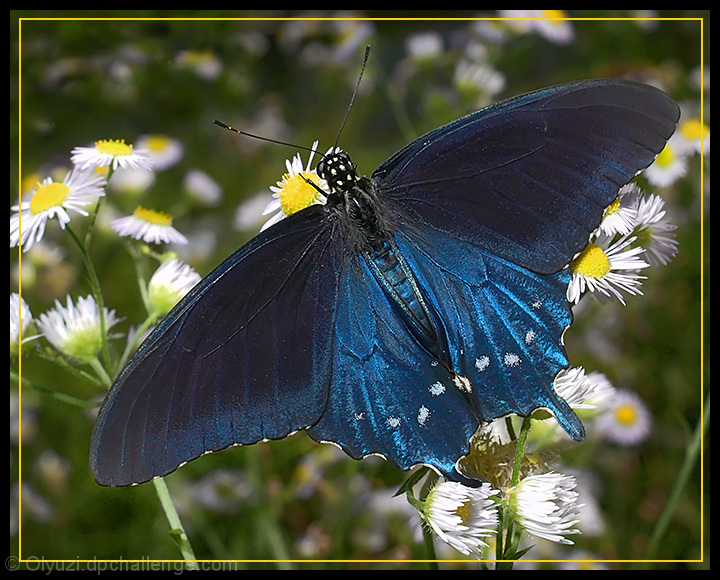 Blue Velvet