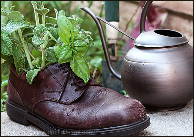 Herbs in an old shoe