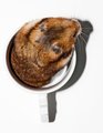Teddy Bear Hamster
