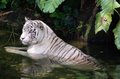 Tiger cooling down