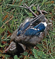 Fallen