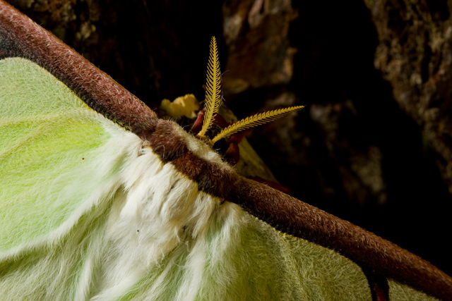 Luna Moth