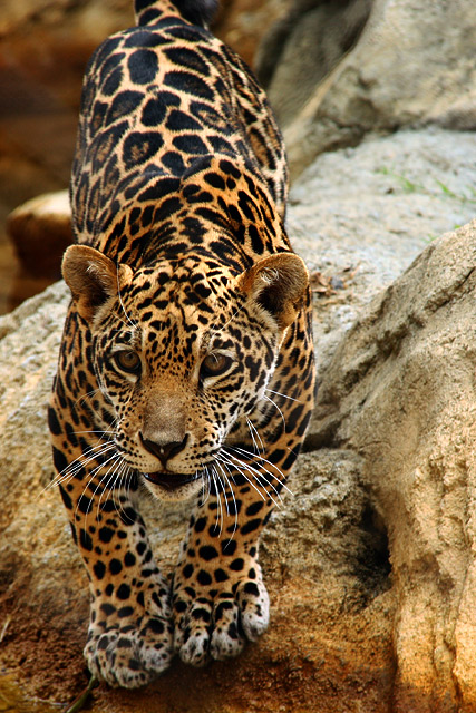 Jaguar
