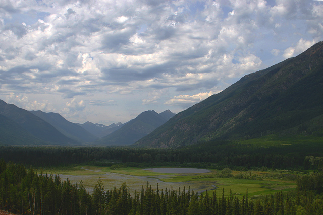 Moose Meadow