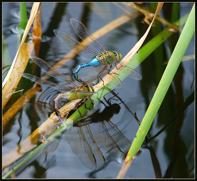 Down by the Lily Pond