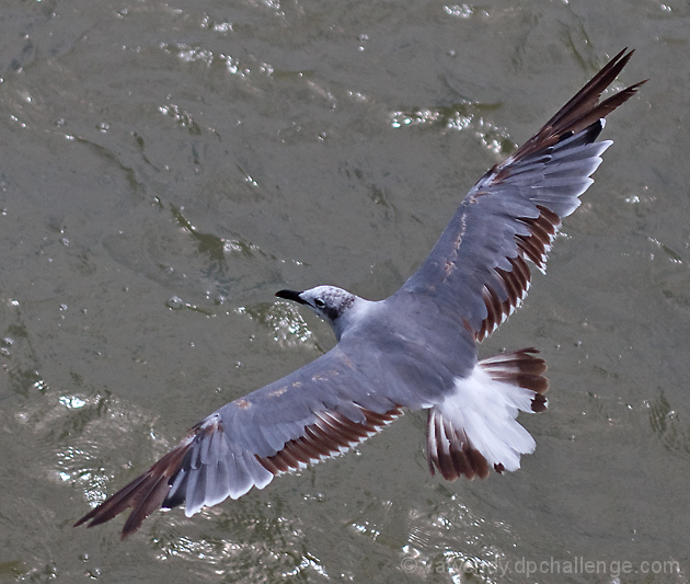 Above the Birds