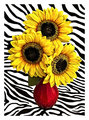 Tournesols