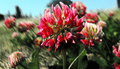 Pink Clover