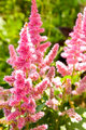 Pinks and greens