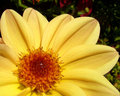 Flower Macro