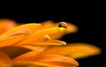 yellow gerbera 