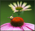 "Life is the flower for which love is the honey" Victor Hugo