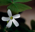 Shamrock Flower