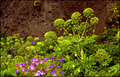 Angelica Archangelica (The ginseng of the North)