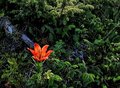 Wild Wood Lily