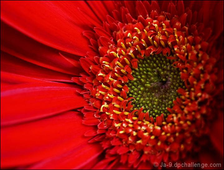 Gerber Daisy