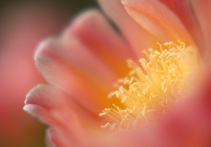 Desert Bloom