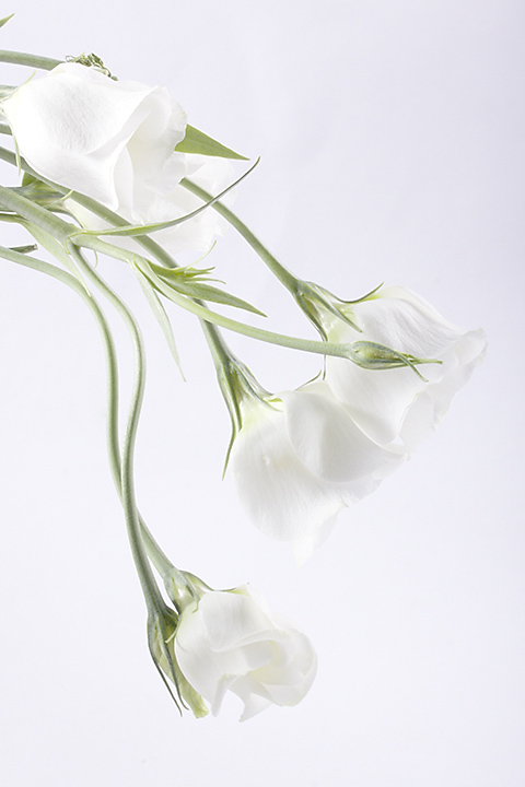White flowers