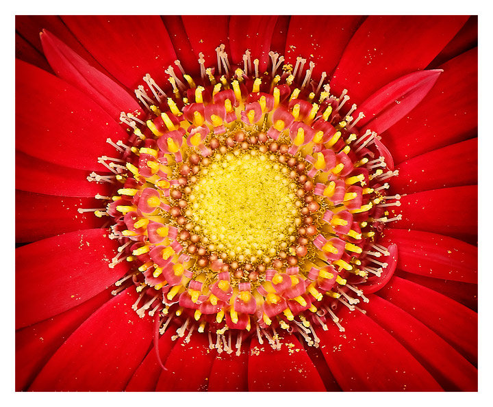 "Daisy"