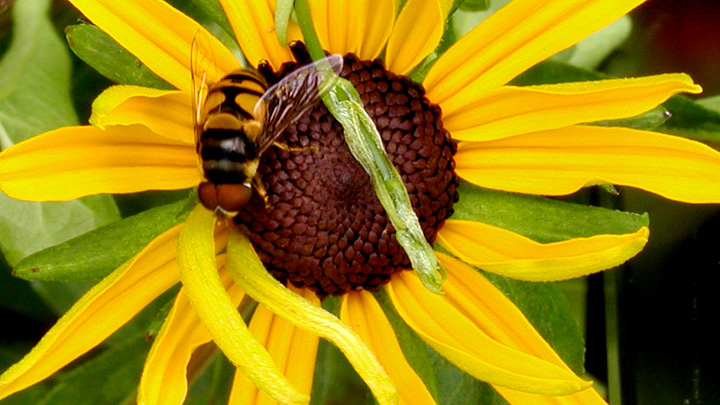 bee's harvest