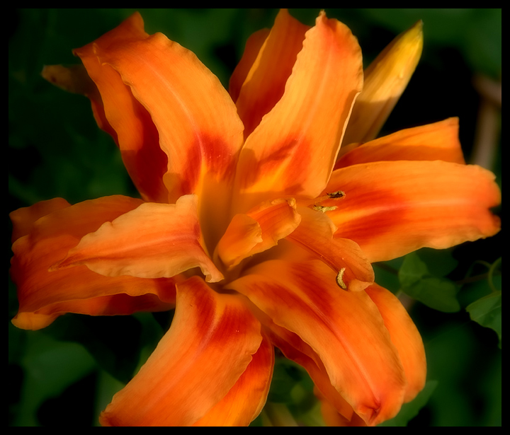 Triple Day Lily