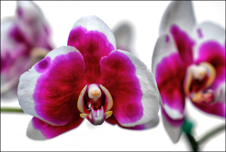 Bleeding Color (Phalaenopsis)