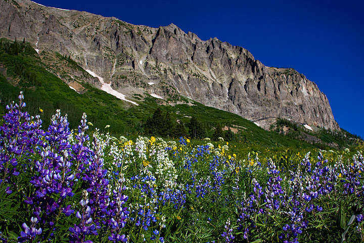 Gothic Mountain Lupine