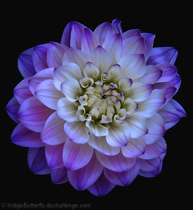 Dahlia