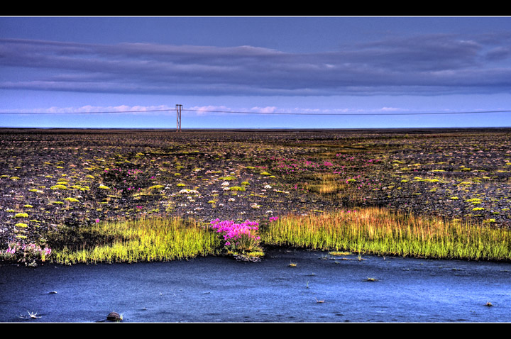 Desert  Blossom