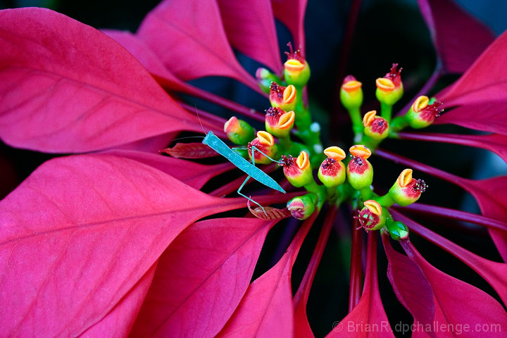 Walking the Stamens