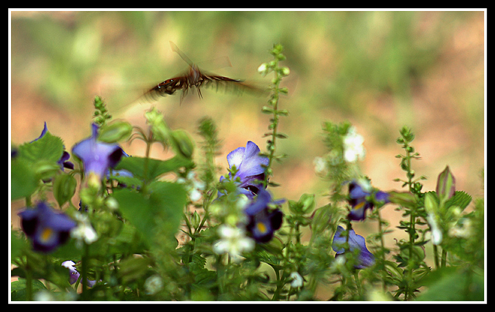 Butterfly Garden