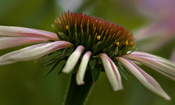 Echinacea purpurea