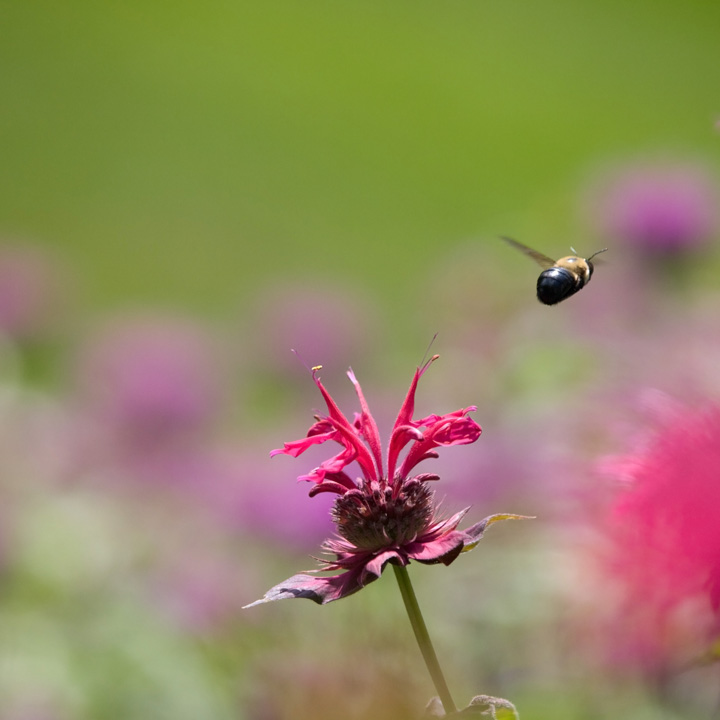 bee balm