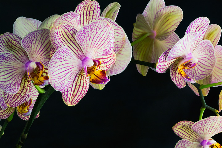 Phalaenopsis