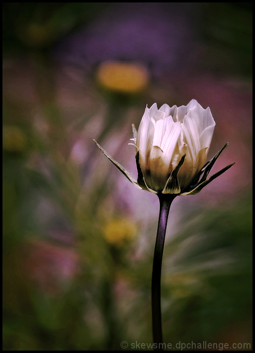 efflorescence