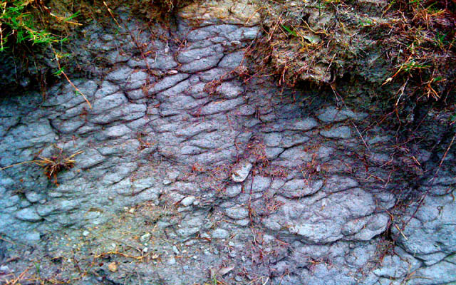 Compacted Blue Clay on an Eroded Hillside