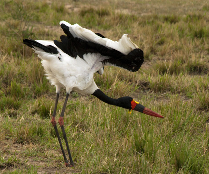 Saddle-billed stork weird position