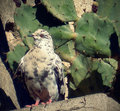 speckled jim