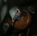 Ectopistes Migratorius (Passenger Pigeon)