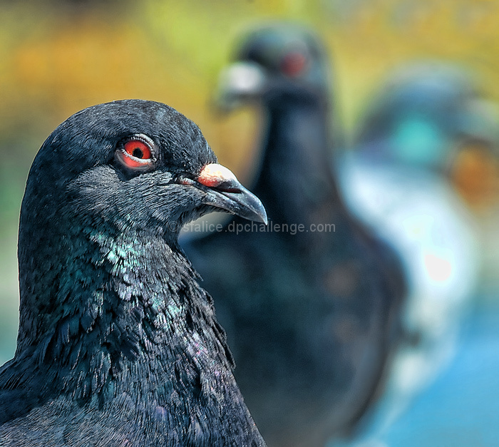 Ghosts of Pigeons Past