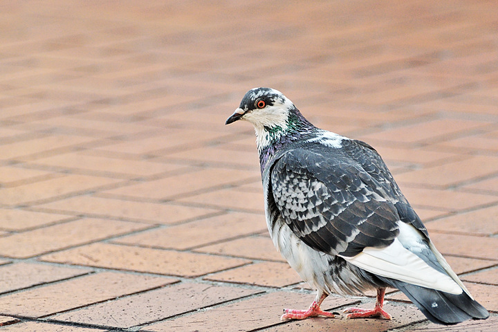 Mr. Pooh Pigeon