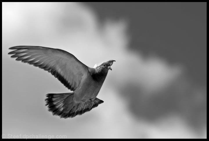 Pigeon in Flight