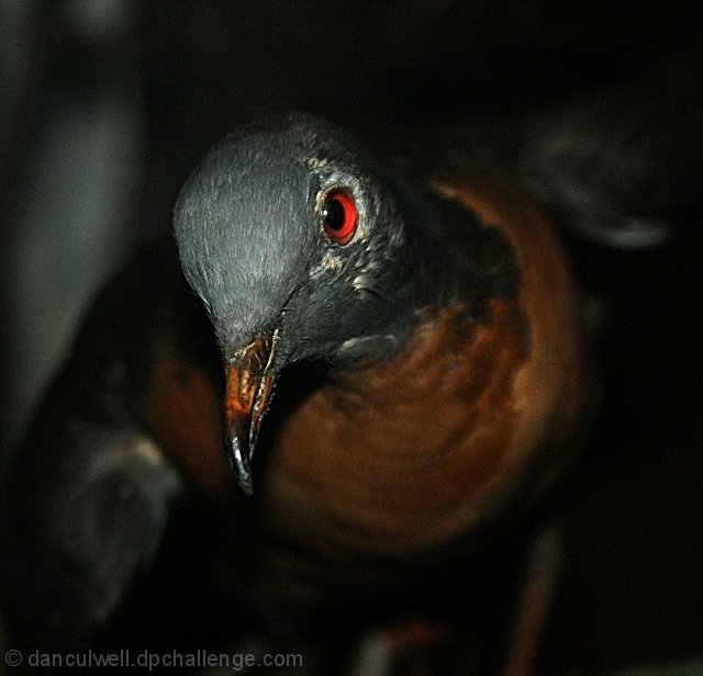 Ectopistes Migratorius (Passenger Pigeon)