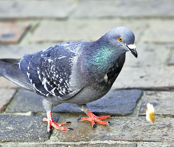 A Pigeon and a piece of fried dough