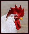 Rooster