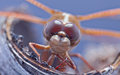 Bugeyes...dragonfly...smile...macro...