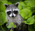 Raccoon (user rockyracoon)