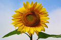 yellowsunflower