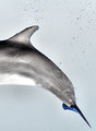 dolphin